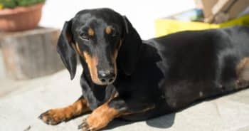 7 Things Every Dachshund Owner Should Know Before Bringing One Home