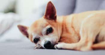 7 Things Every Chihuahua Owner Should Know Before Bringing One Home