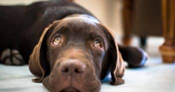 If You Do These 7 Things, Your Lab Is Secretly Judging You