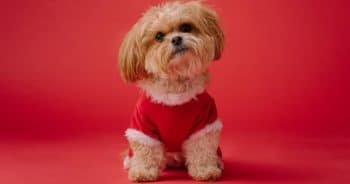 If You Do These 7 Things, Your Shih Tzu Is Secretly Judging You