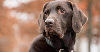 7 Truths About Living With a Labrador Retriever (It’s Not What You Think)