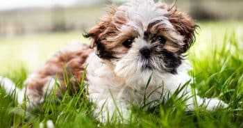 7 Truths About Living With a Shih Tzu (It’s Not What You Think)