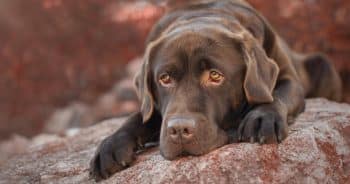 7 Weird Quirks Only True Labrador Retriever Owners Understand