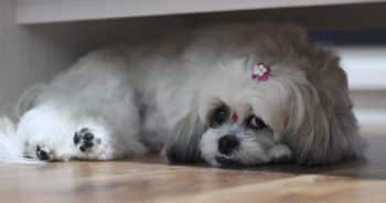 7 Weird Quirks Only True Shih Tzu Owners Understand