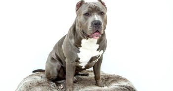 7 Truths About Living With a Pit Bull (It’s Not What You Think)