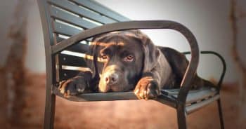 7 Things Every Labrador Retriever Owner Should Know Before Bringing One Home