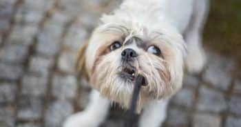 7 Things Every Shih Tzu Owner Should Know Before Bringing One Home