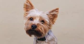If You Do These 7 Things, Your Yorkie Is Secretly Judging You