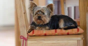 7 Truths About Living With a Yorkie (It’s Not What You Think)