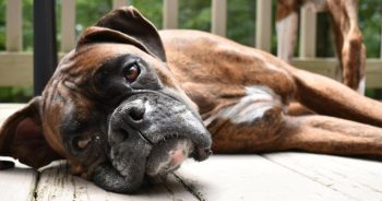 7 Weird Quirks Only True Boxer Owners Understand