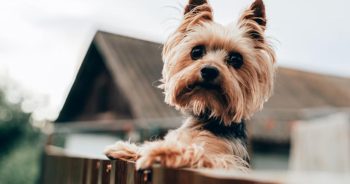 7 Weird Quirks Only True Yorkie Owners Understand