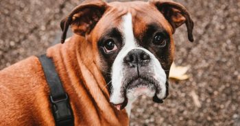 7 Things Every Boxer Owner Should Know Before Bringing One Home