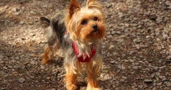 7 Things Every Yorkie Owner Should Know Before Bringing One Home