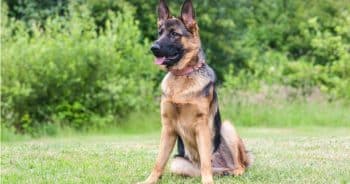 7 Truths About Living With a German Shepherd (It’s Not What You Think)
