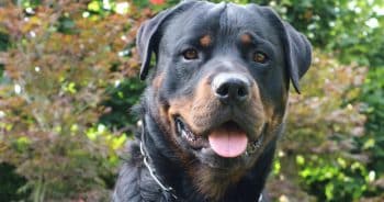 If You Do These 7 Things, Your Rottweiler Is Secretly Judging You