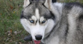 If You Do These 7 Things, Your Husky Is Secretly Judging You