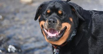 7 Truths About Living With a Rottweiler (It’s Not What You Think)
