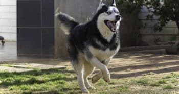 7 Truths About Living With a Husky (It’s Not What You Think)