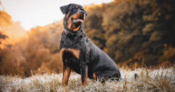 7 Weird Quirks Only True Rottweiler Owners Understand