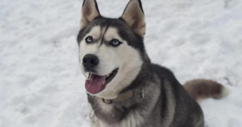 7 Weird Quirks Only True Husky Owners Understand