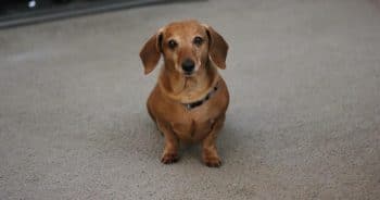 If You Do These 7 Things, Your Dachshund Is Secretly Judging You
