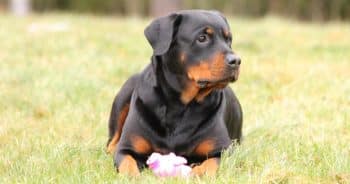 7 Things Every Rottweiler Owner Should Know Before Bringing One Home