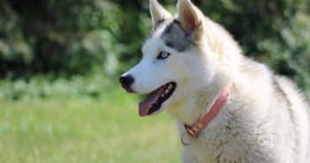 7 Things Every Husky Owner Should Know Before Bringing One Home