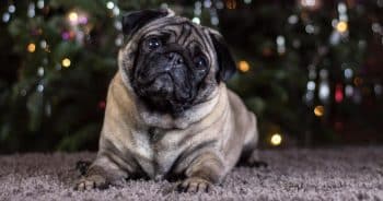 If You Do These 7 Things, Your Pug Is Secretly Judging You