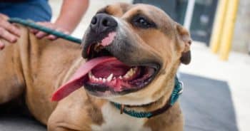 7 Weird Quirks Only True Pit Bull Owners Understand