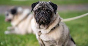 7 Truths About Living With a Pug (It’s Not What You Think)