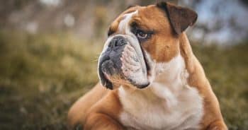 7 Truths About Living With a Bulldog (It’s Not What You Think)