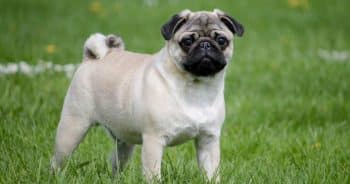 7 Weird Quirks Only True Pug Owners Understand