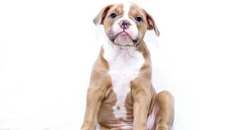 7 Weird Quirks Only True Bulldog Owners Understand