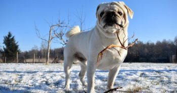7 Things Every Pug Owner Should Know Before Bringing One Home