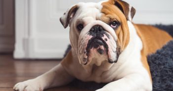 7 Things Every Bulldog Owner Should Know Before Bringing One Home