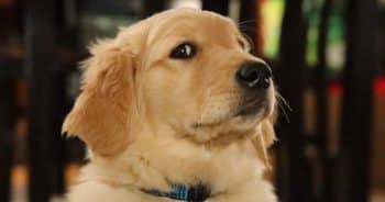 If You Do These 7 Things, Your Golden Retriever Is Secretly Judging You