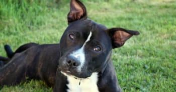 If You Do These 7 Things, Your Staffordshire Bull Terrier Is Secretly Judging You