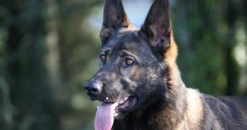 7 Weird Quirks Only True German Shepherd Owners Understand