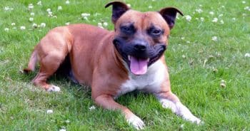 7 Truths About Living With a Staffordshire Bull Terrier (It’s Not What You Think)