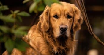 7 Weird Quirks Only True Golden Retriever Owners Understand