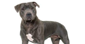 7 Weird Quirks Only True Staffordshire Bull Terrier Owners Understand