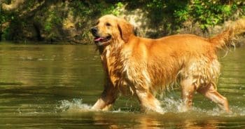 7 Things Every Golden Retriever Owner Should Know Before Bringing One Home