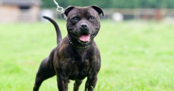 7 Things Every Staffordshire Bull Terrier Owner Should Know Before Bringing One Home
