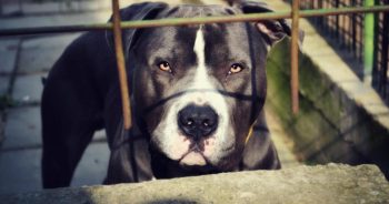 7 Things Every Pit Bull Owner Should Know Before Bringing One Home