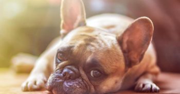 7 Weird Quirks Only True French Bulldog Owners Understand