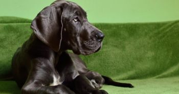 7 Weird Quirks Only True Great Dane Owners Understand