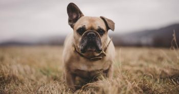 7 Things Every French Bulldog Owner Should Know Before Bringing One Home