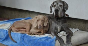 7 Things Every Great Dane Owner Should Know Before Bringing One Home