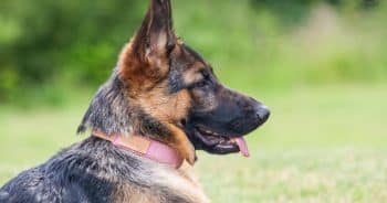 7 Things Every German Shepherd Owner Should Know Before Bringing One Home