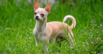 7 Truths About Living With a Chihuahua (It’s Not What You Think)